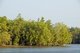 Thailand: Mangroves, Ao Phang Nga (Phangnga Bay) National Park, Phang Nga Province